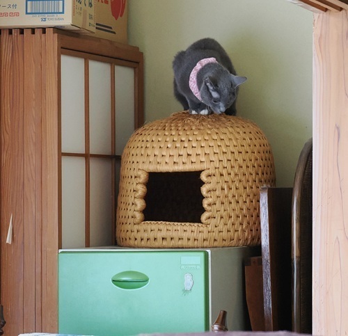 なにか？: 寝猫庫ねんねこっこ