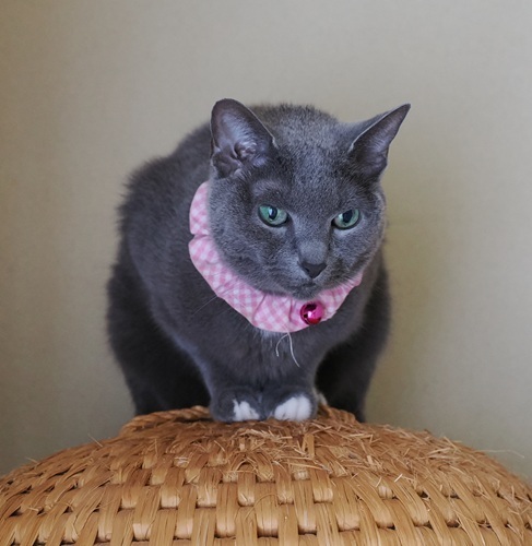 ねんねこ なにか？: 寝猫庫ねんねこっこ